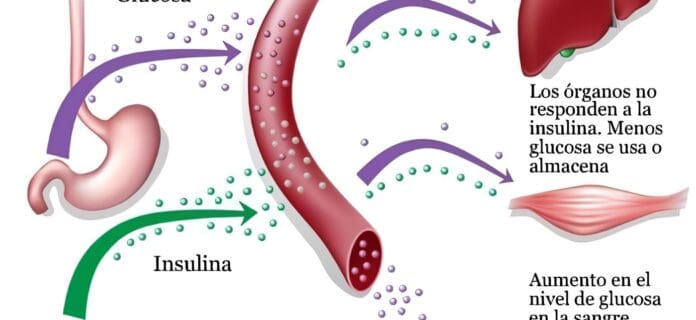 Células Beta que producen Insulina pueden Volver a Nacer