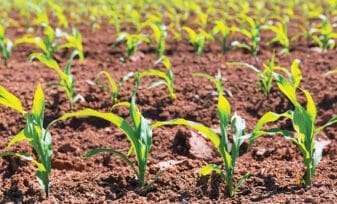 Fertilizantes en el Sector Agropecuario
