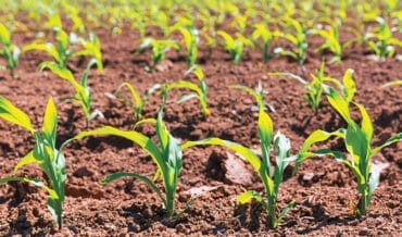 Fertilizantes en el Sector Agropecuario