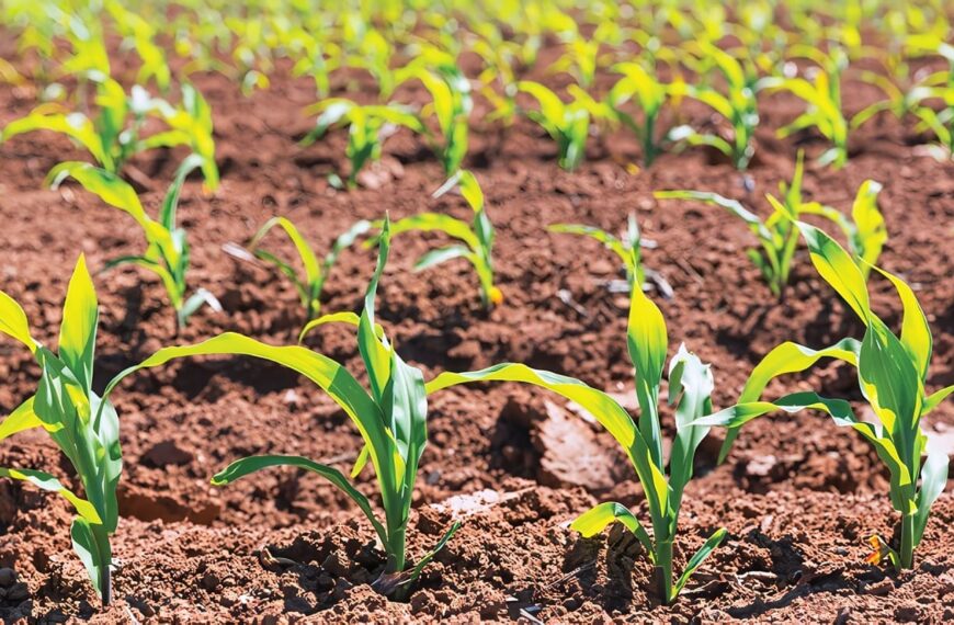 Fertilizantes en el Sector Agropecuario