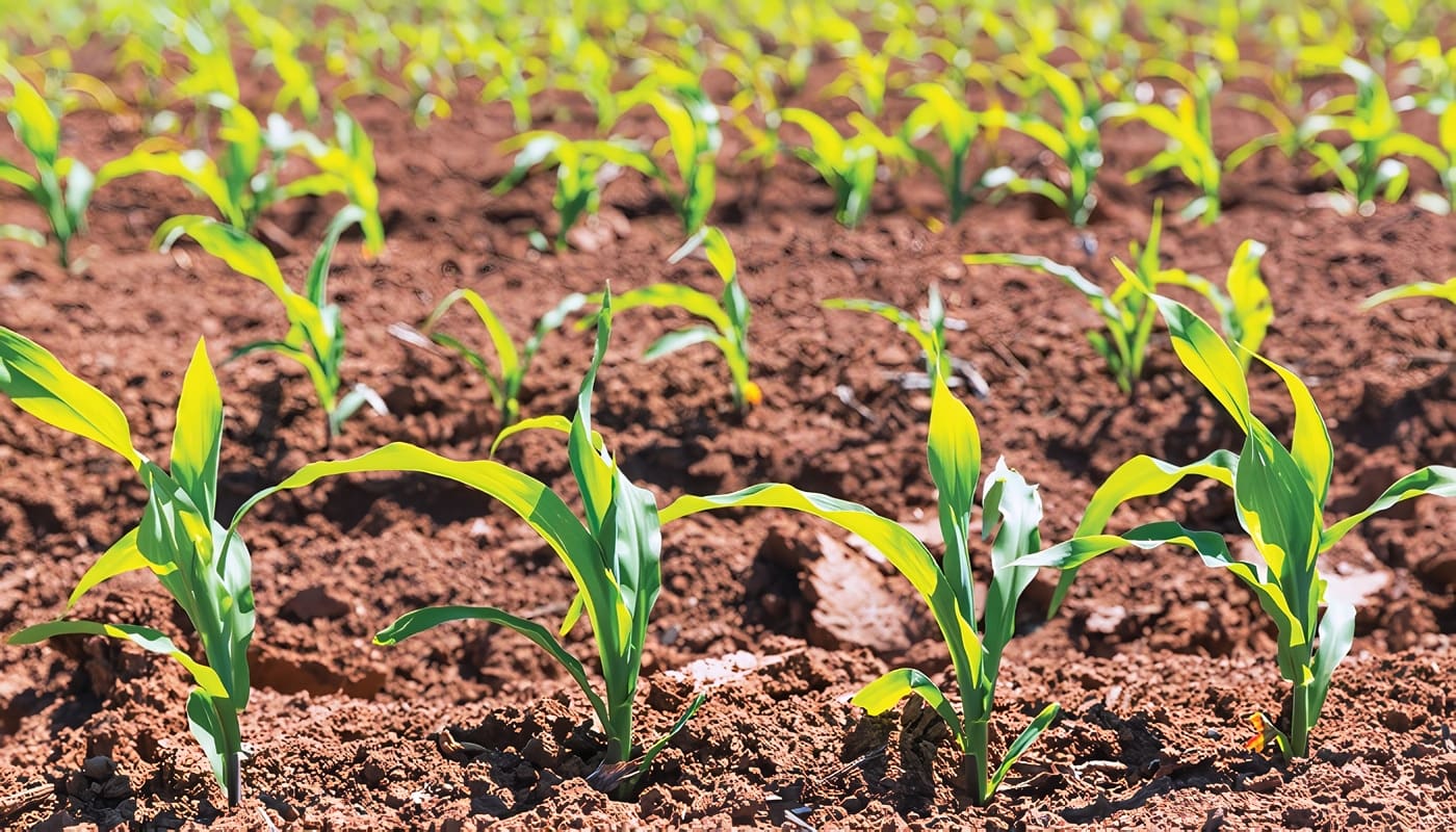 Fertilizantes en el Sector Agropecuario