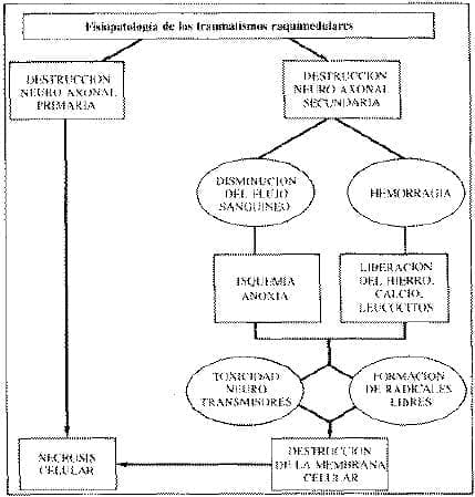 Fisioterapia de los traumatismos Raquimedulares