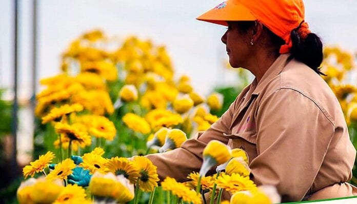 Programas de Incentivos Sanitarios para Flores