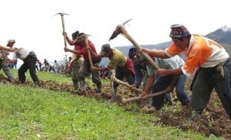 Seguridad Alimentaría Campesinos