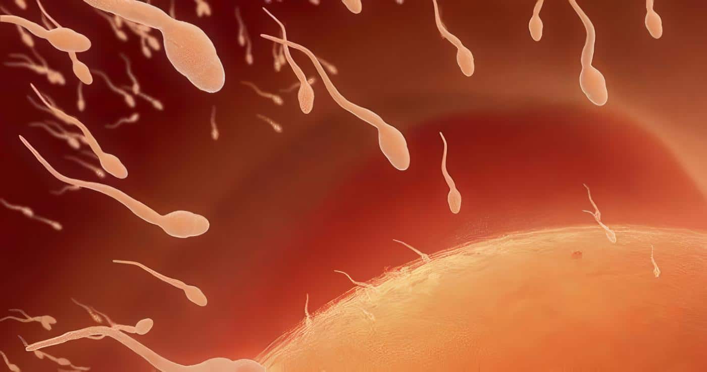 Aborto y la Fertilidad