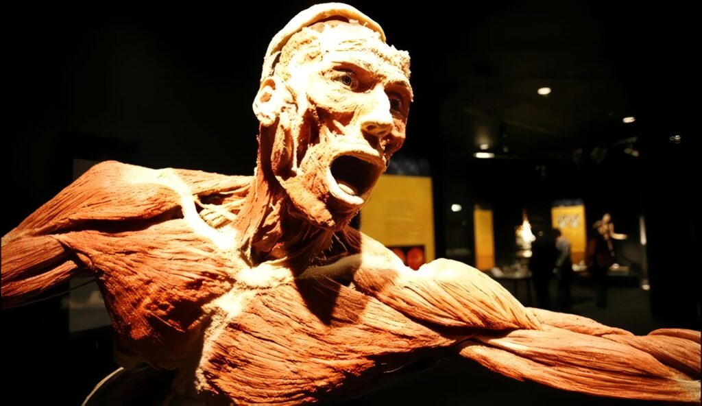 Anatomistas