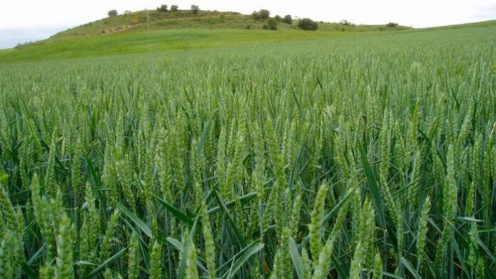 apertura de los mercados del sector agropecuario