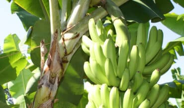 cultivos de plátano y mora