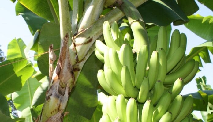 cultivos de plátano y mora