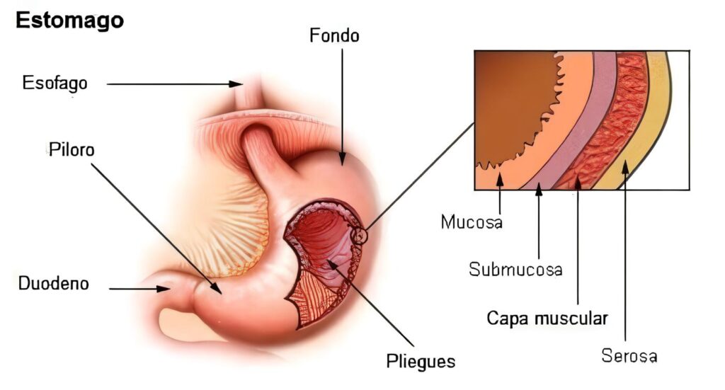Detección Endoscópica de Cáncer Gástrico