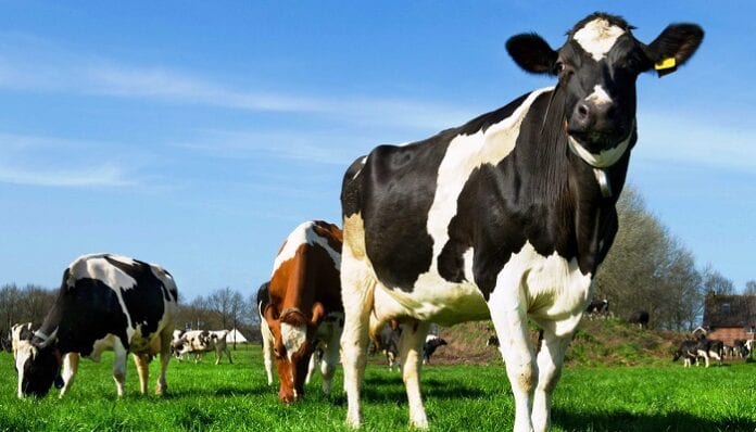 enfermedad de las vacas locas