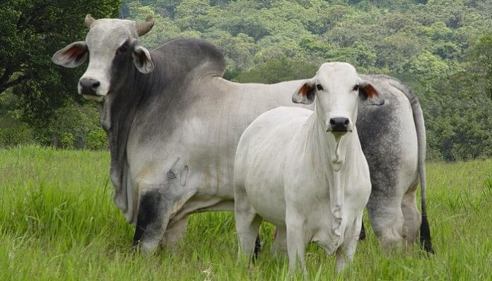 exportación de ganado bovino