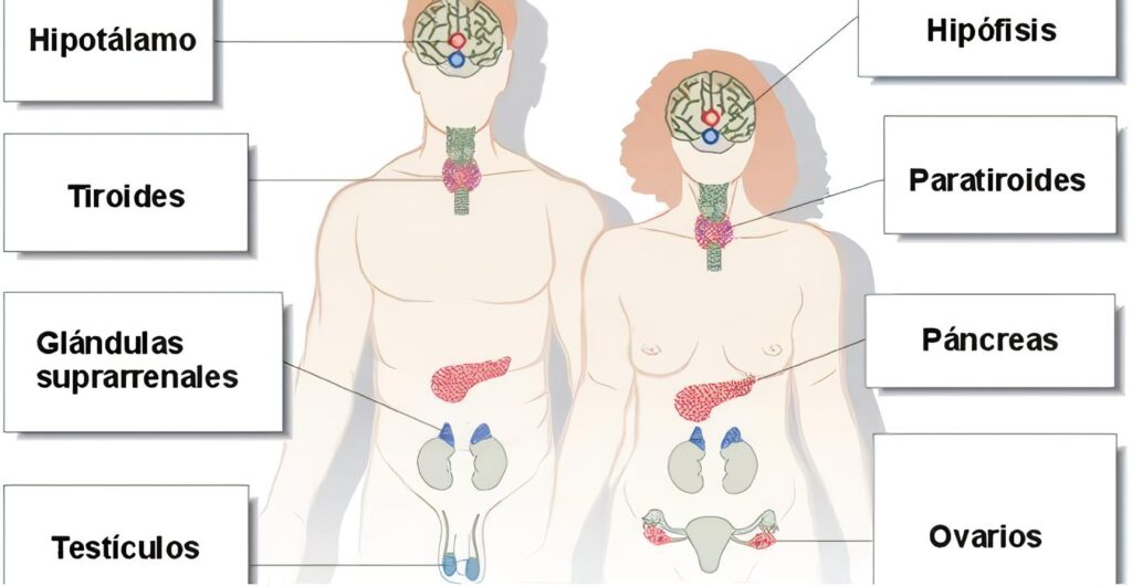 Fisiología Endocrina