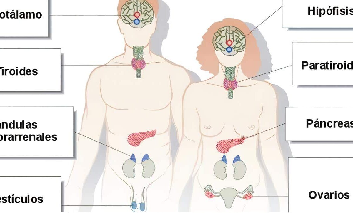 Fisiología Endocrina