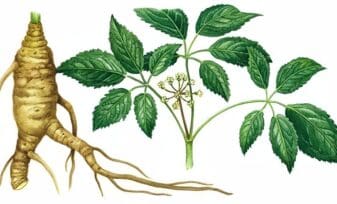 Ginseng