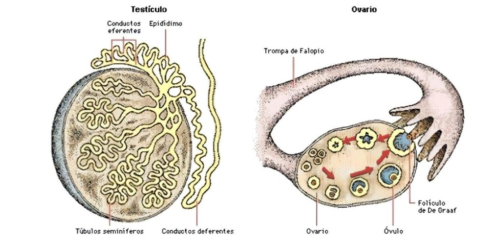 Gónadas Masculina y Femenina