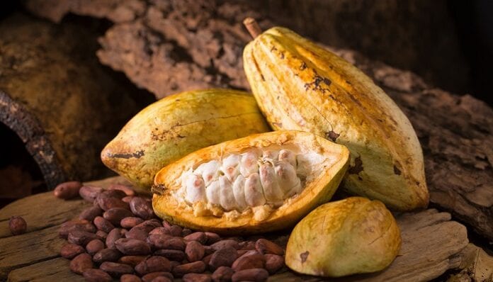 identidad genética de las plantas de cacao