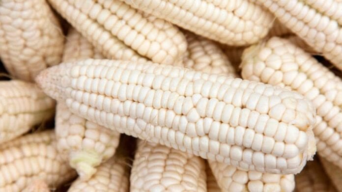 importaciones de maíz blanco