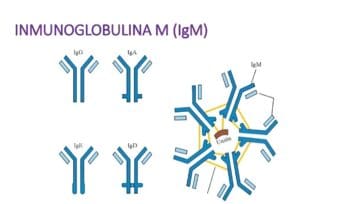 Inmunoglobulina M en Dengue