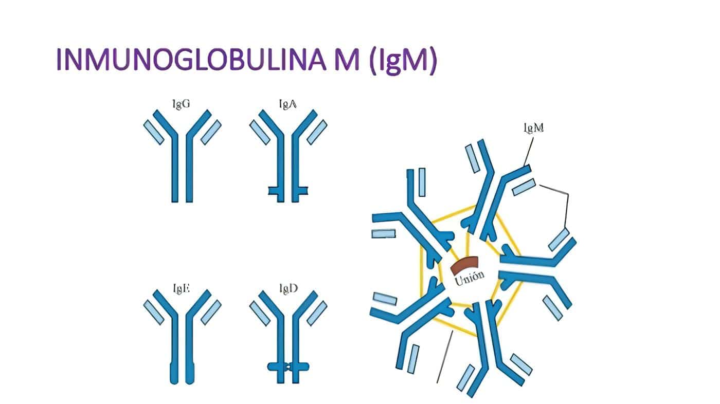 Inmunoglobulina M en Dengue