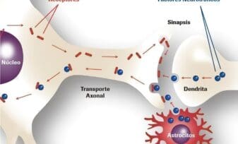 Factor Neurotrófico en ELA