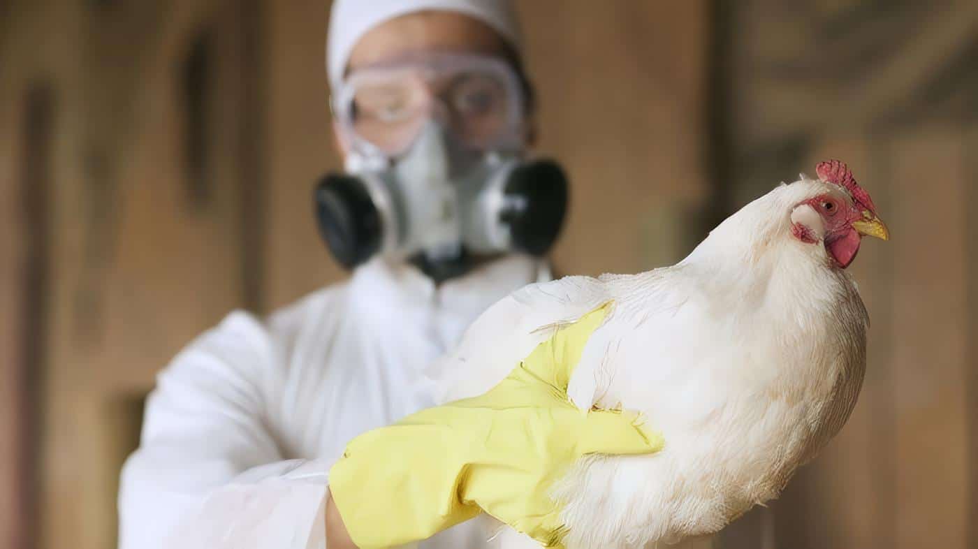 Pandemia por Gripa Aviar