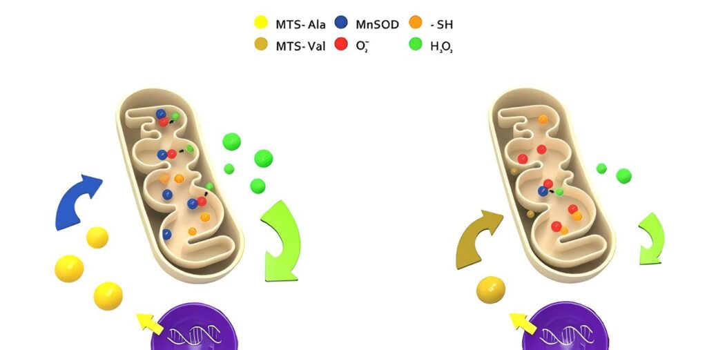Propanolol y Polimorfismo Beta-Adrenérgico