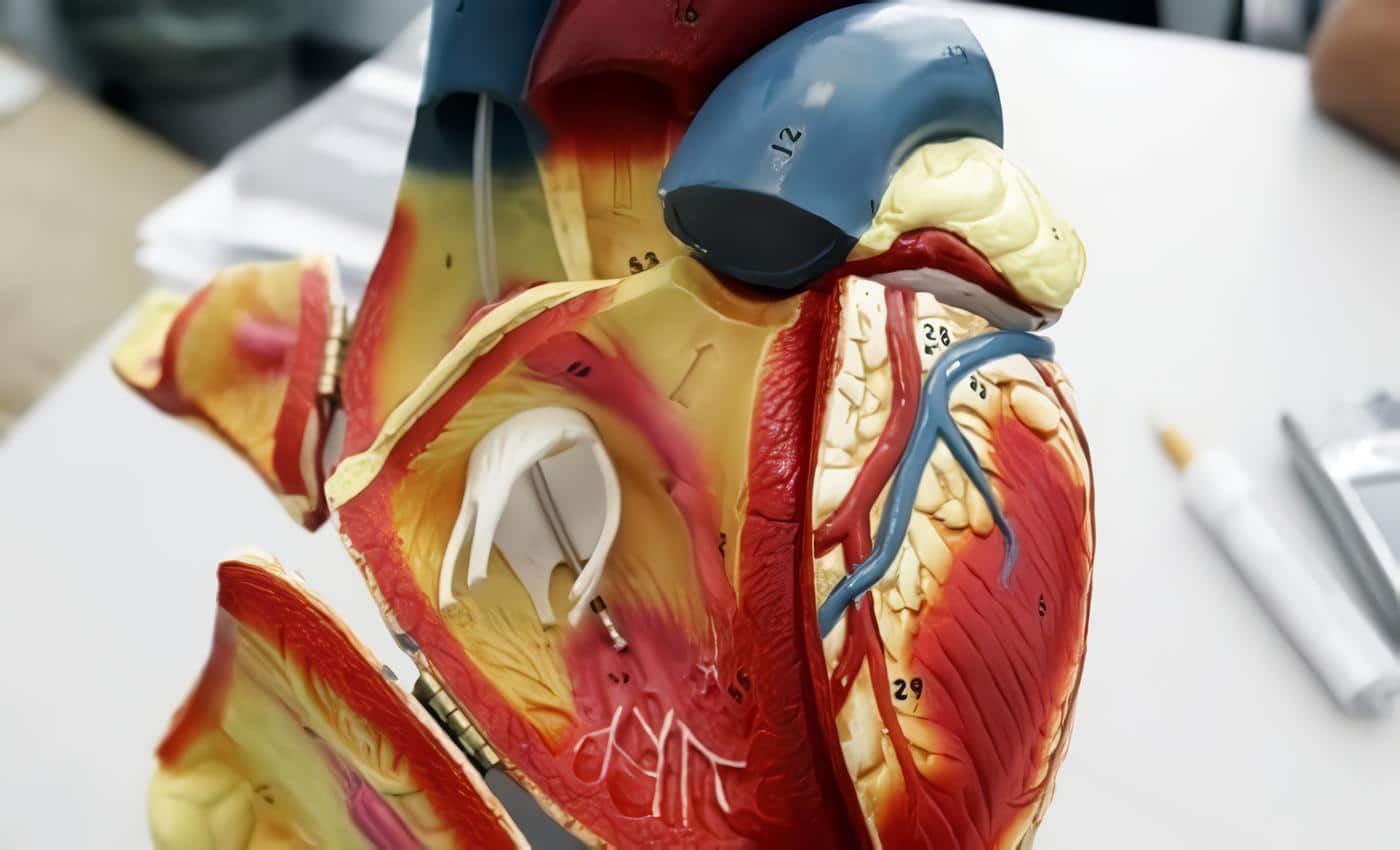 Escáner de Calcio mejora la predicción del Riesgo Cardiaco