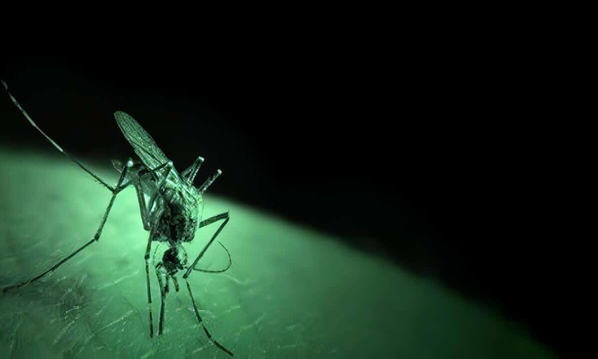 Prueba de Eficacia en Malaria