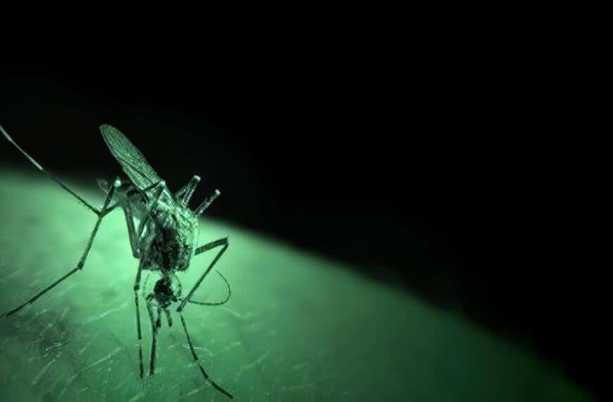 Prueba de Eficacia en Malaria