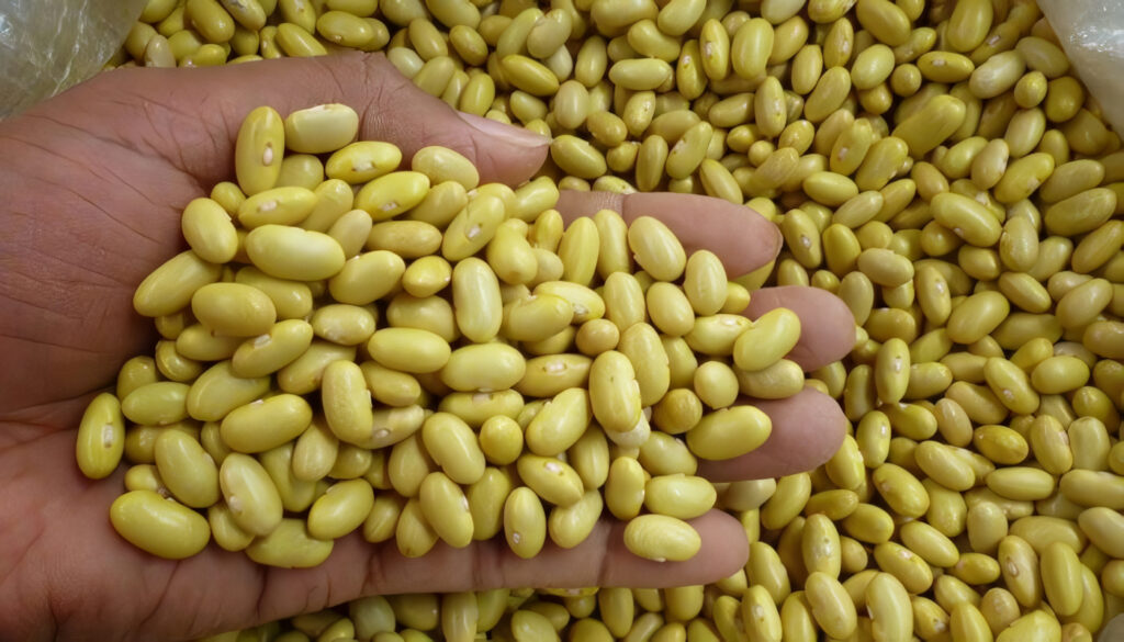 variedad de frijol amarillo