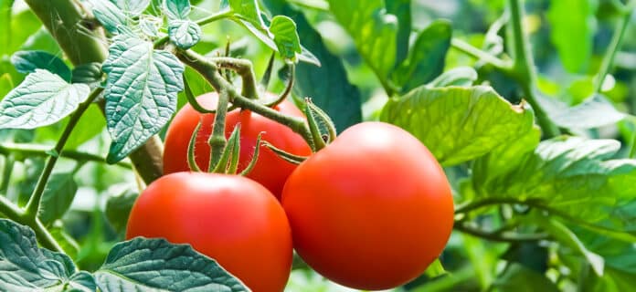 BPA en el cultivo de tomate