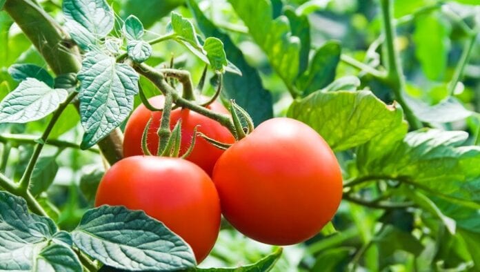 BPA en el cultivo de tomate