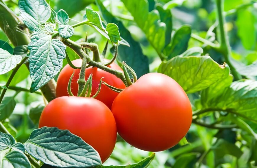 BPA en el cultivo de tomate