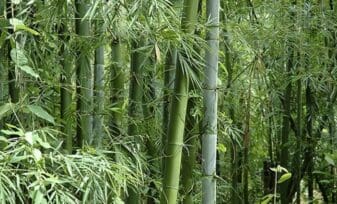 Bambu Japones
