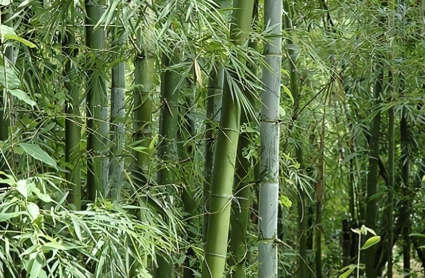 Bambu Japones