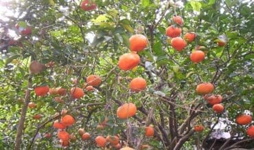 cultivos de cítricos