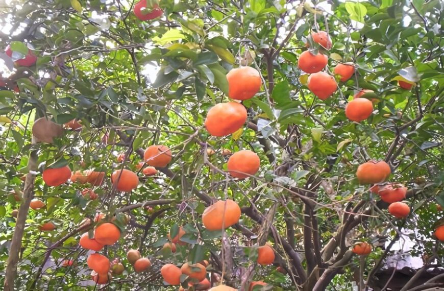 cultivos de cítricos