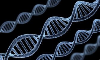 genes ancestrales - Eva mitocondrial
