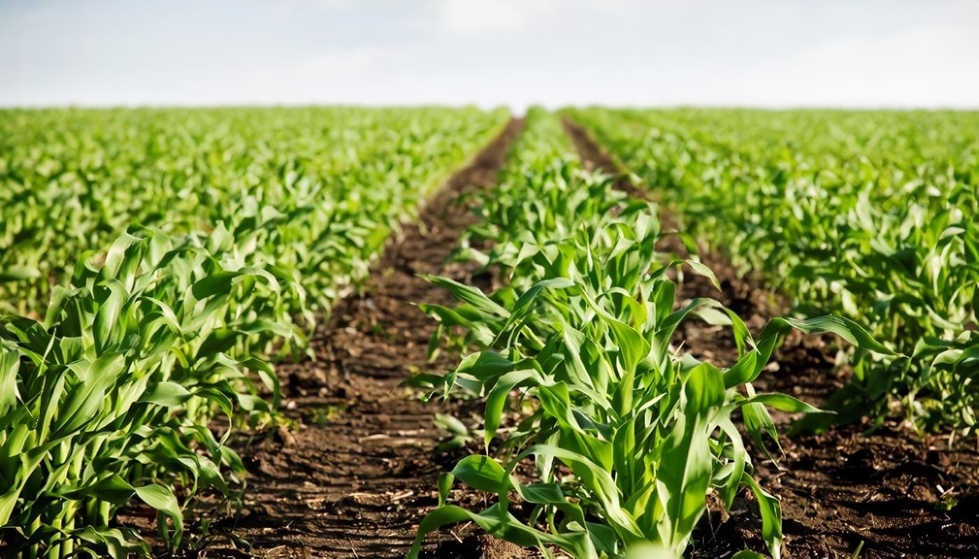 Productores de Bienes Agrícolas Exportables