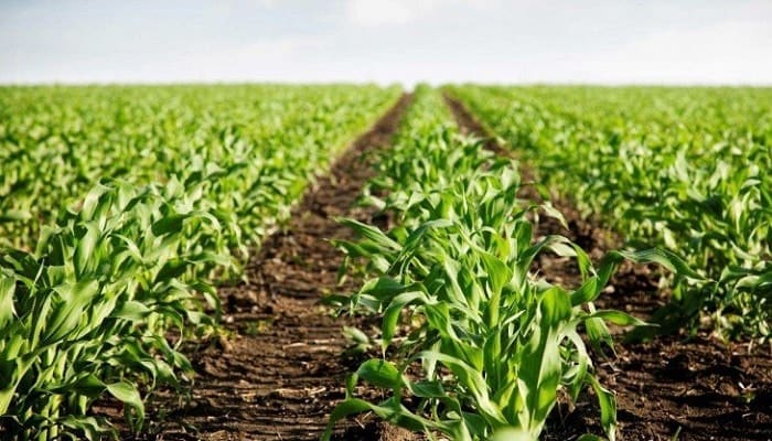 Programa Agro Ingreso Seguro