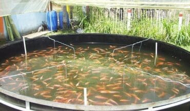 Proyectos de Fomento de la Acuicultura