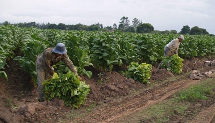 alivio para productores de tabaco