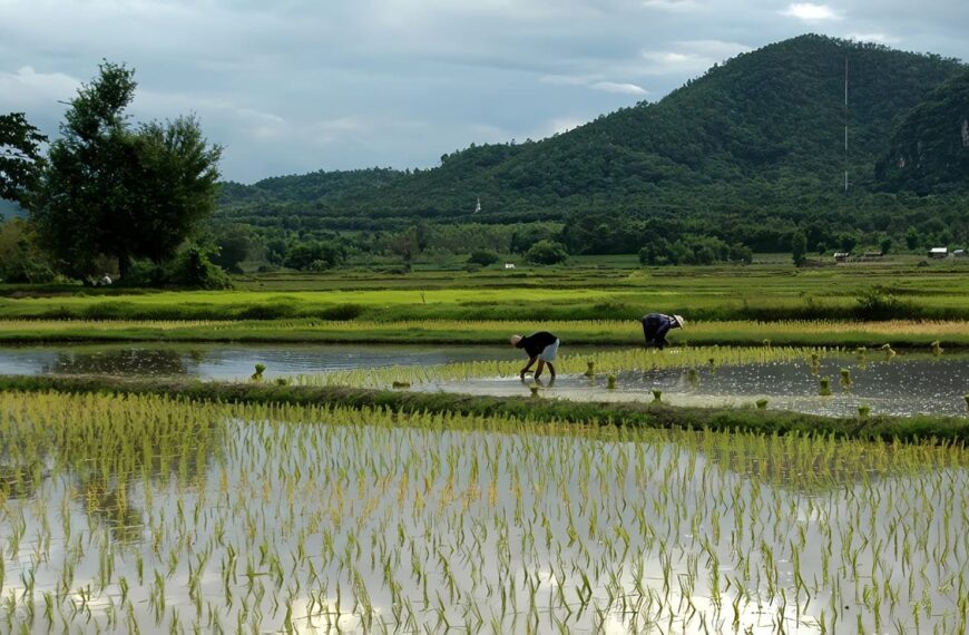 arroz bajo el agua