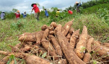 biocombustible elaborado con yuca