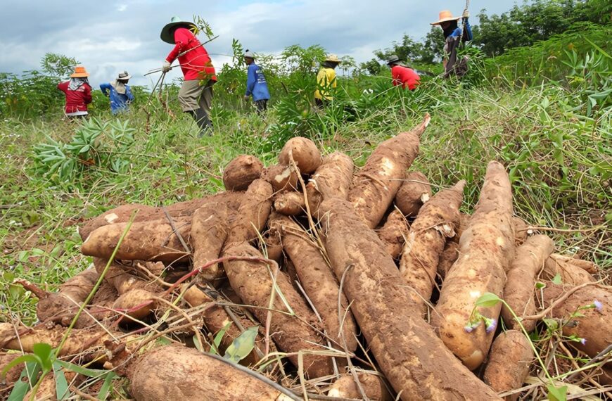 biocombustible elaborado con yuca