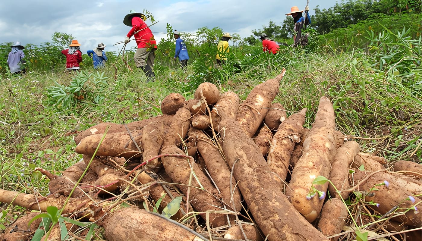 biocombustible elaborado con yuca