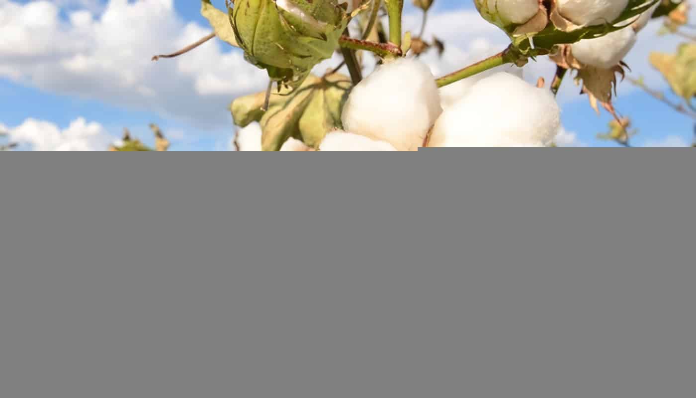 cosecha del interior del país del algodón