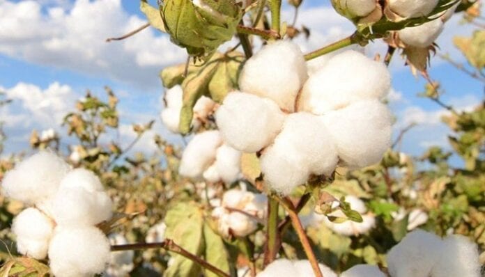 cultivadores de algodón