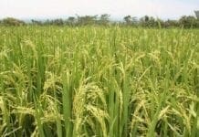 cultivo-de-arroz-colombia